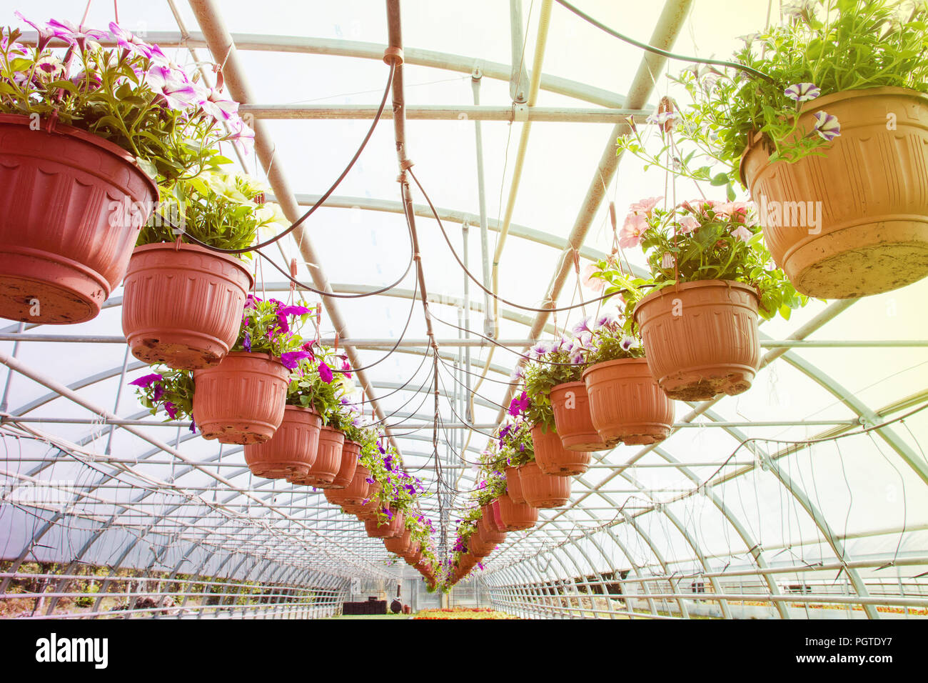 flowering fuchsia in pots, watering in a greenhouse, production and cultivation of flowers Stock Photo