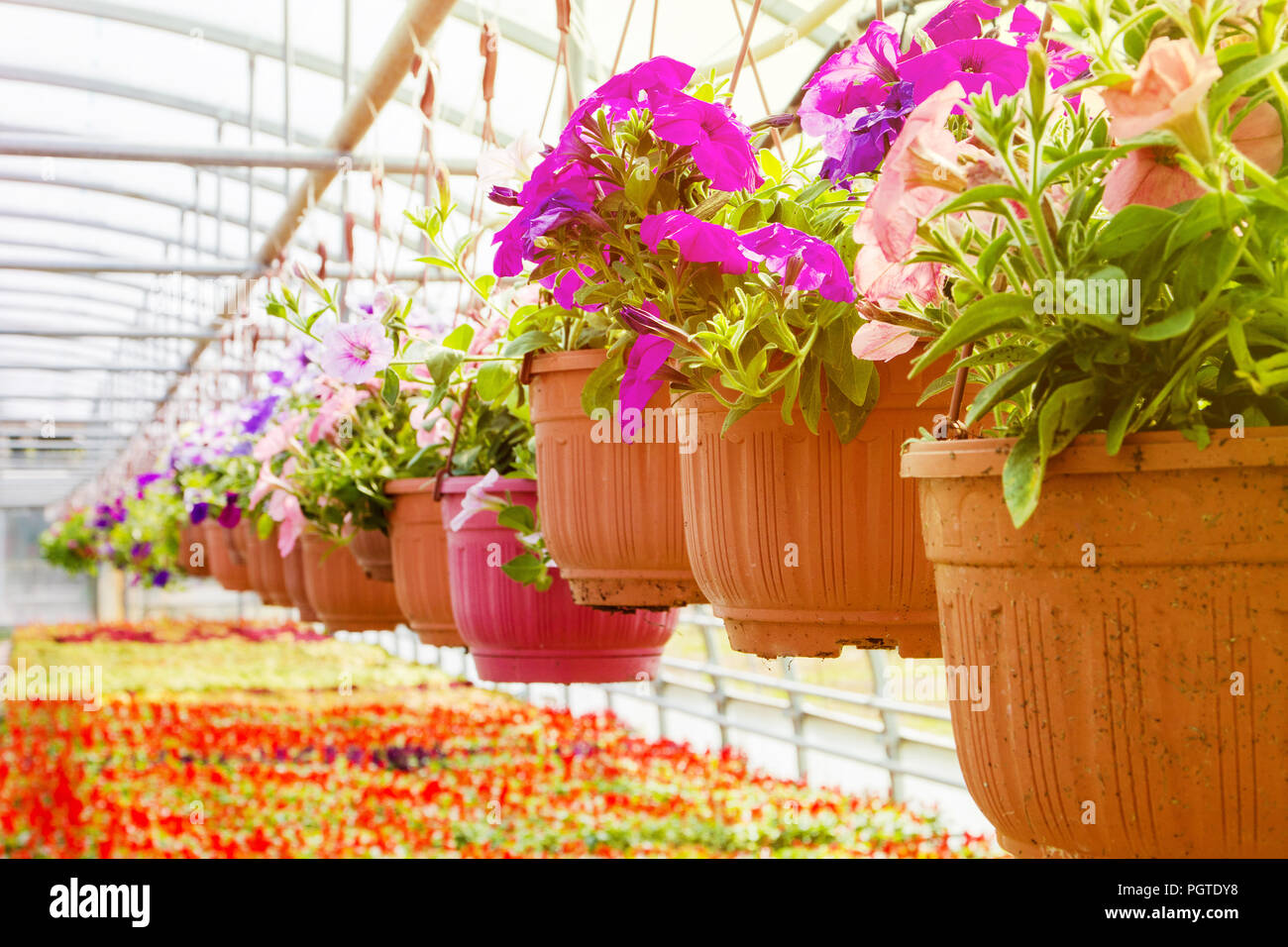 flowering fuchsia in pots, watering in a greenhouse, production and cultivation of flowers Stock Photo