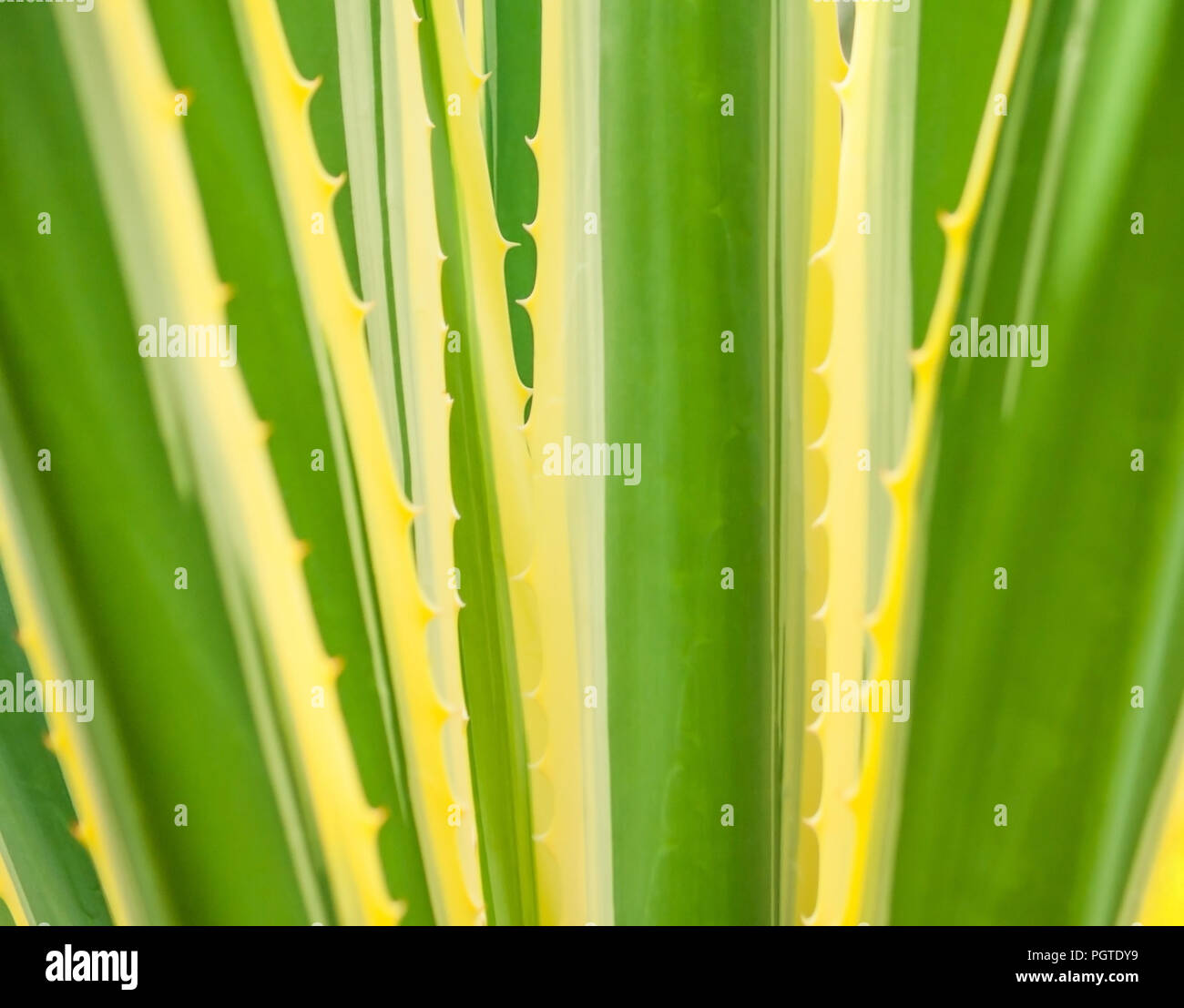 parts of a huge agave, yellow and green color with large spiky leaves growing in the garden, light texture, green plant with yellow border and spiny Stock Photo