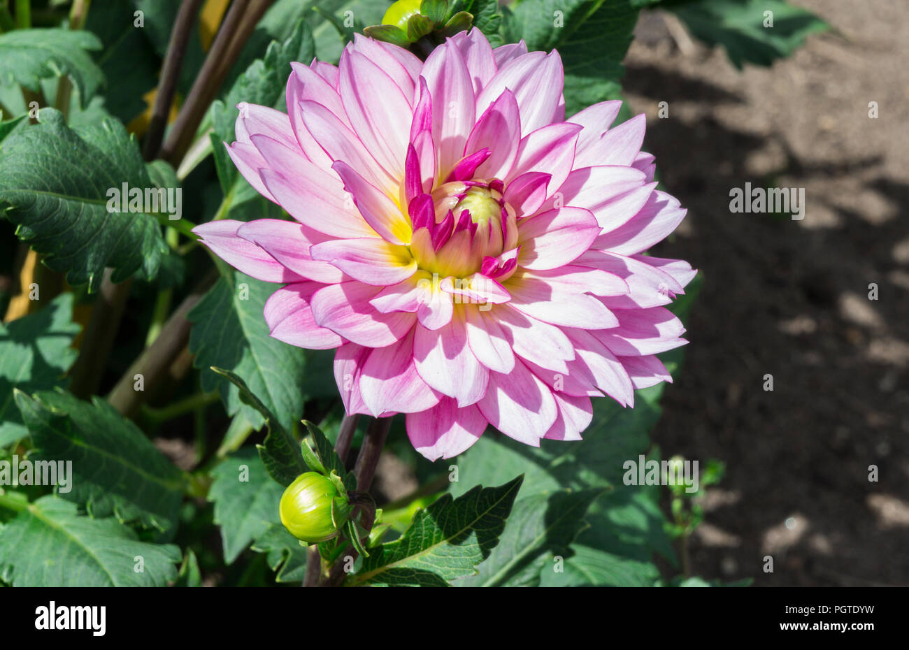 asteraceae dahlia cultorum grade canopus white and pink yellow core large flowers asters in bloom and buds,one flower,beautiful plant, autumn Stock Photo
