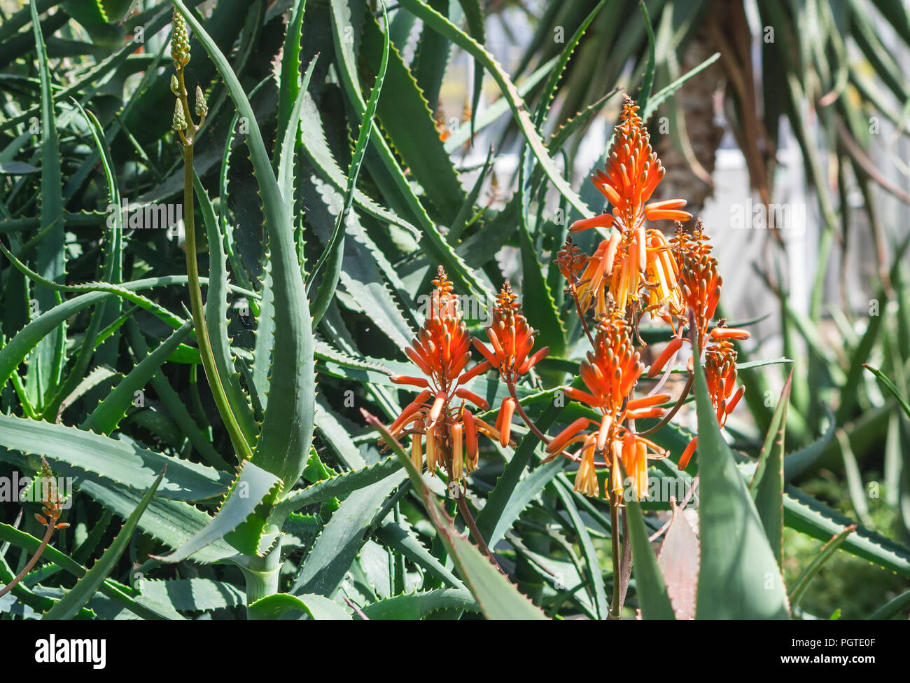 aloe elgonica bushes in the garden in full bloom, orange-red flowers on long stems, dense large green foliage, the plant is lit by sunlight, a summer Stock Photo