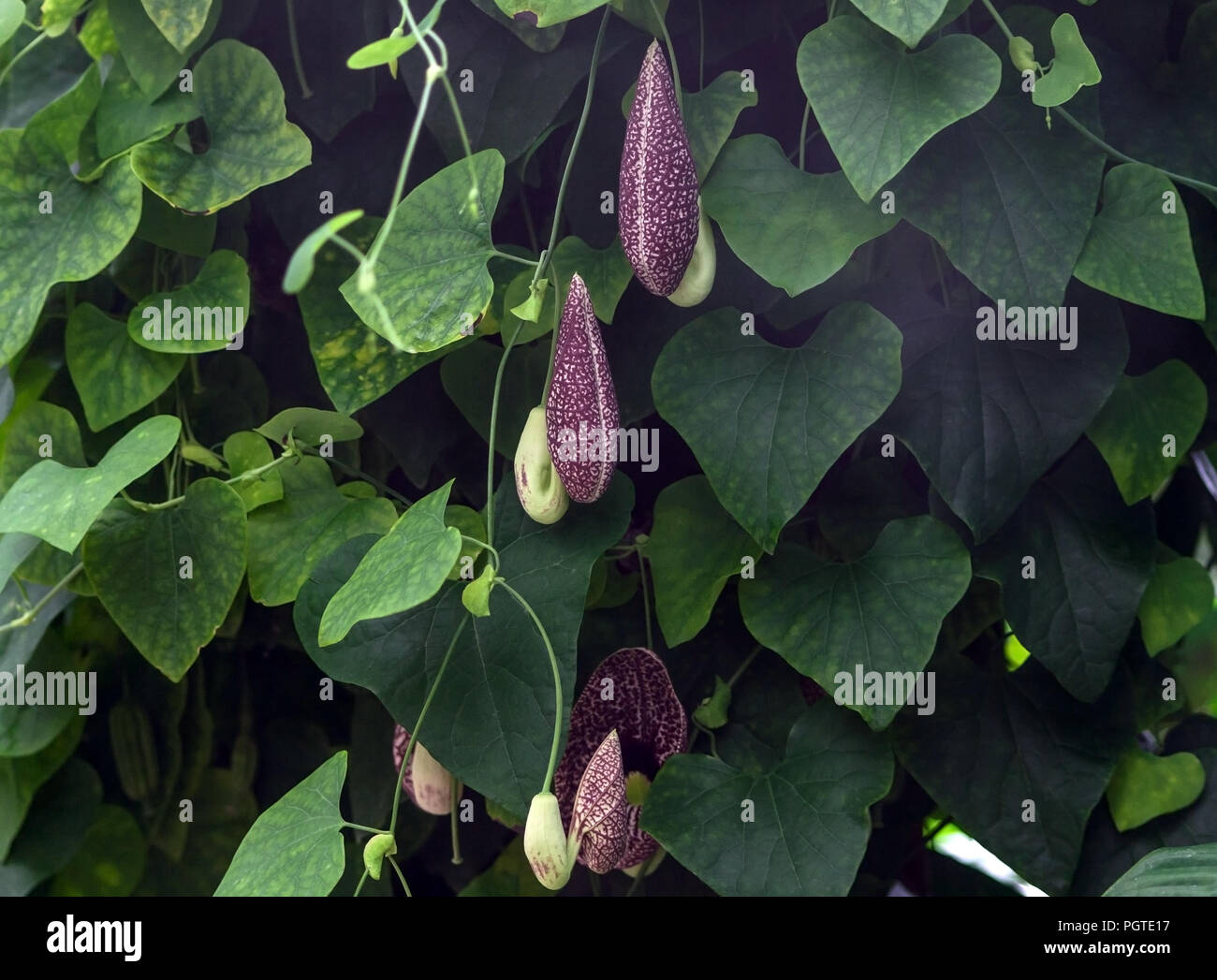 aristolochia macrophylla, shrubby liana in a garden, one large flower and several small, green leaves Stock Photo