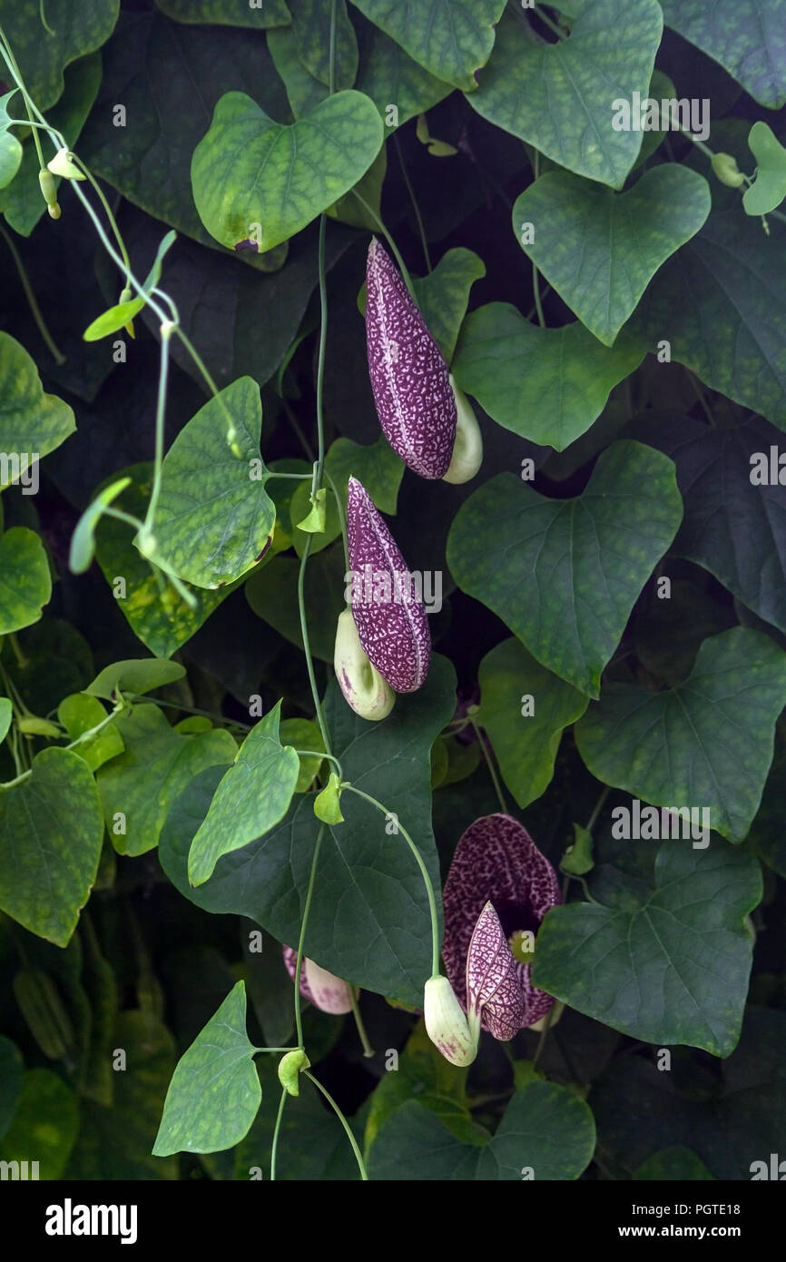 aristolochia macrophylla, shrubby liana in a garden, one large flower and several small, green leaves, vertical image Stock Photo