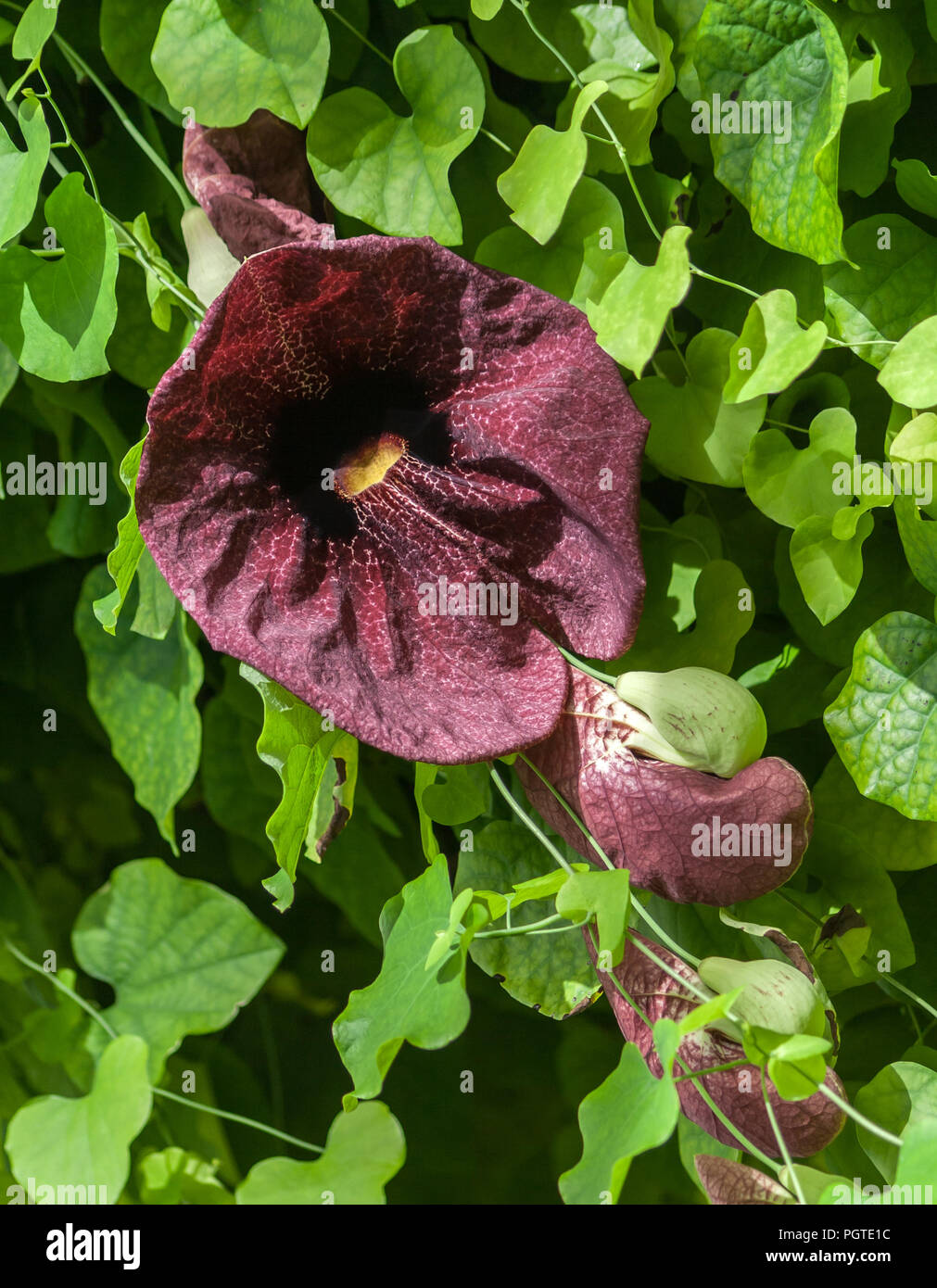 aristolochia macrophylla, shrubby liana in a garden lit by sunlight, one large flower and several small, green leaves Stock Photo
