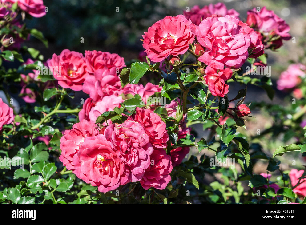 rose cluster on the branch of flowers with double pink flowers, the