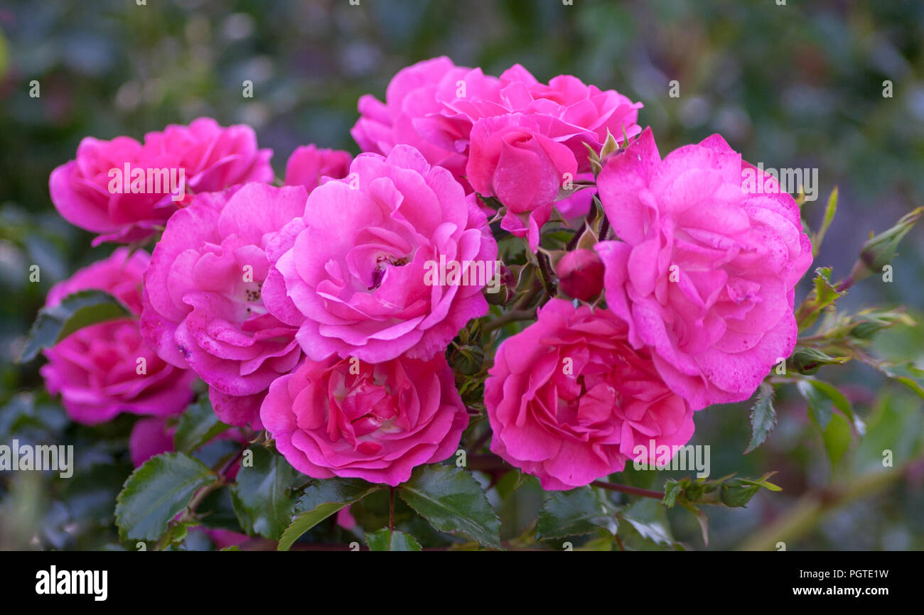 rose grade heidetraum,  semi-double, cup-shaped flowers of dense pink color, rose of deep pink color, Stock Photo