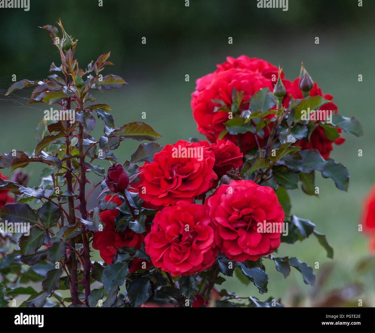 rose remembrance bunch of large bright red flowers in full bloom in the photo, growing in the garden, bright green leaves and beautiful flowers, Stock Photo