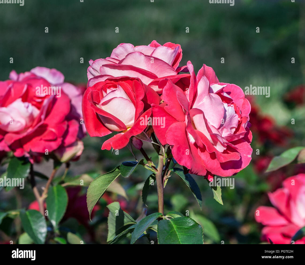 rose heimatmelodie three large matte pink flower in full bloom in the photo, growing in the garden, bright green leaves and beautiful flowers, Stock Photo