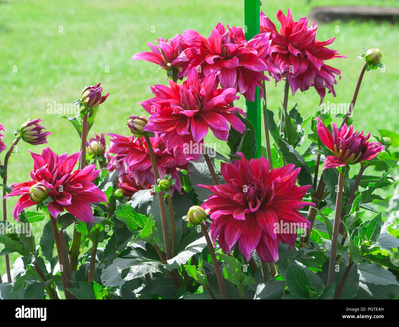 asteraceae dahlia cultorum babylon purple large flowers asters with whitish stripes on the tips of the petals in full bloom against the background Stock Photo