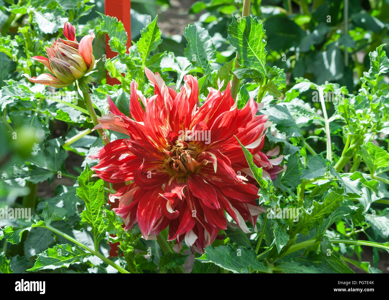 asteraceae dahlia cultorum orange-red flowers asters in bloom and buds against the background of green foliage, one flower,beautiful plant, autumn Stock Photo