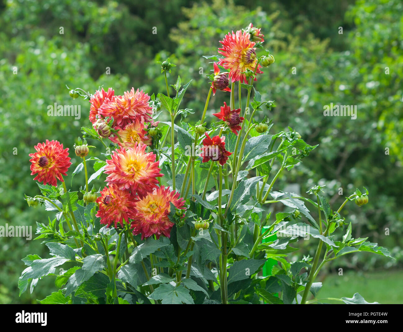 asteraceae dahlia cultorum grade wildcat orange-red flowers asters in bloom and buds against the background of green foliage and trees Stock Photo