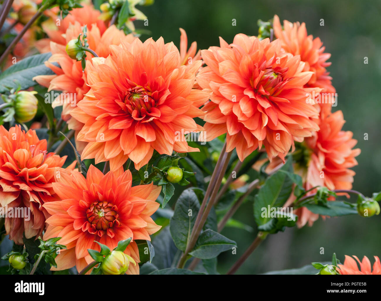 Lush pink dahlia flower hires stock photography and images Alamy