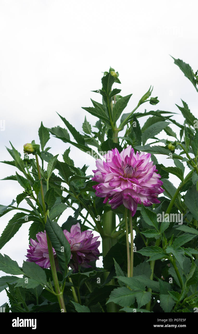 asteraceae dahlia cultorum grade who dun it, white-lilac beautiful large aster flower surrounded by green dense foliage on a background of blue Stock Photo