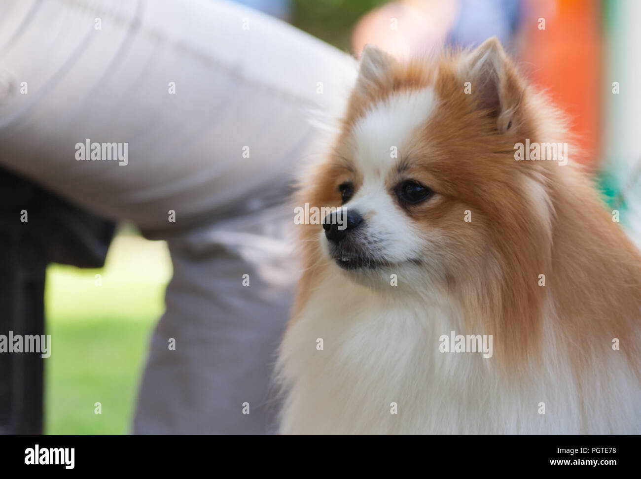 German Spitz Pants German Spitz Pants
