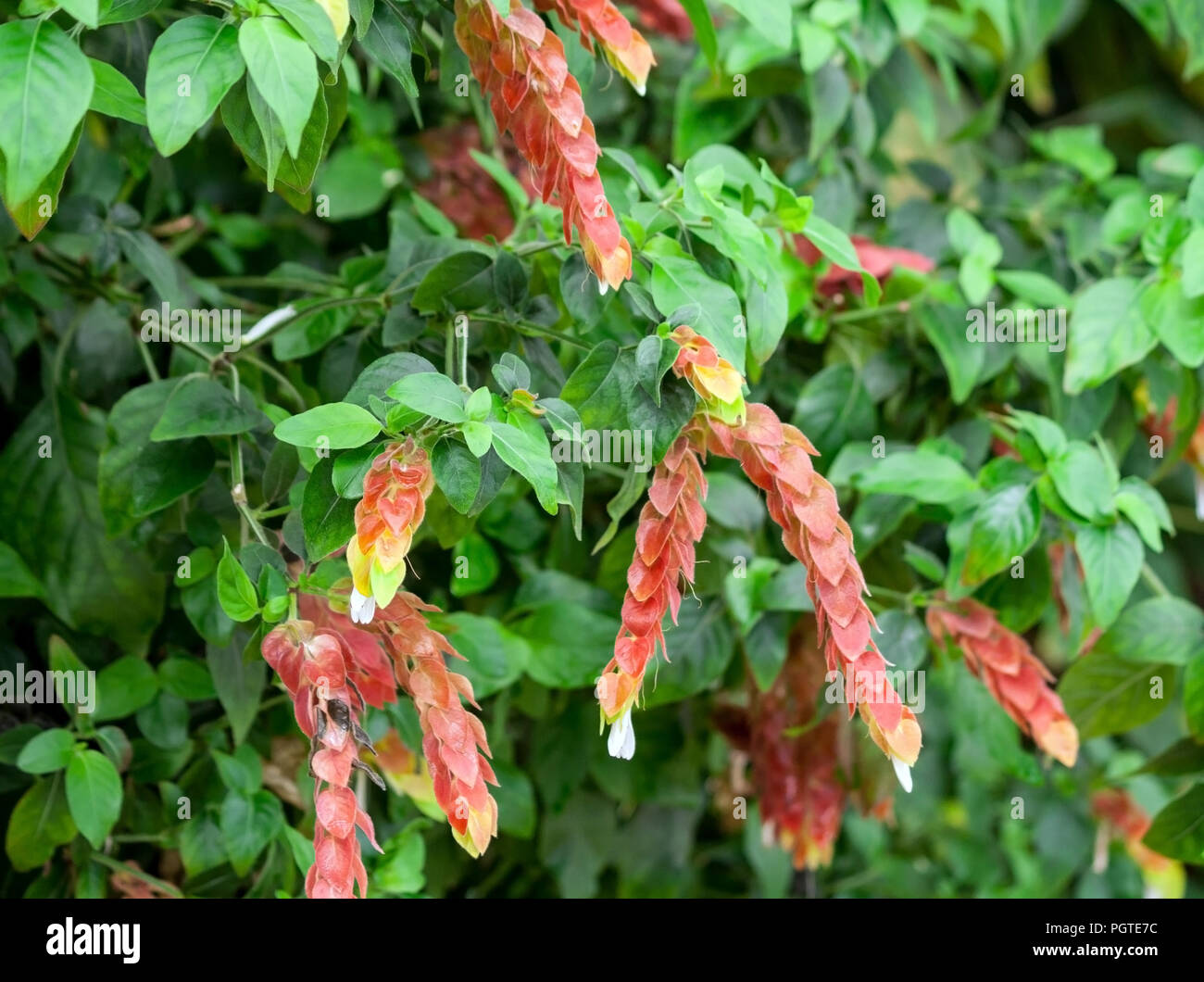 acanthaceae beloperone guttata brandegeei piliena, a bush with long red and orange flowers with white buds at the ends, close-up, green foliage Stock Photo