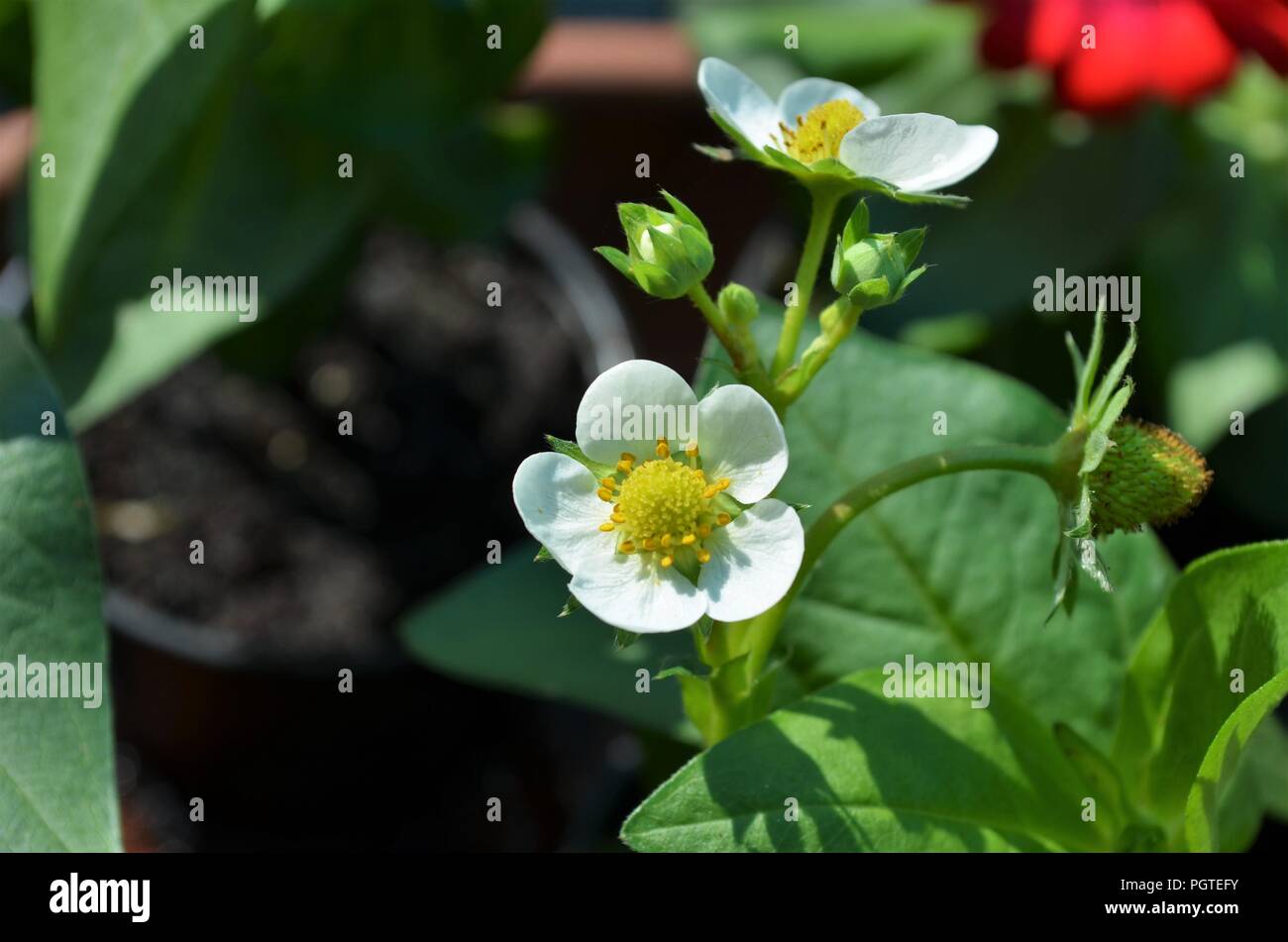 closeup shot of a strawberry flower during spring Stock Photo
