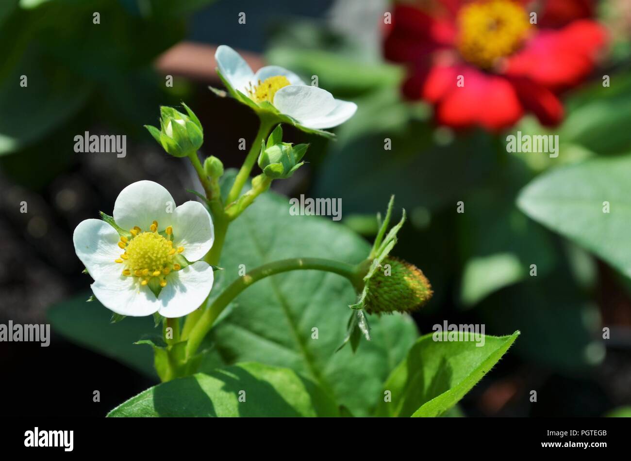 closeup of a strawberry flower in a garden blooming during spring Stock Photo