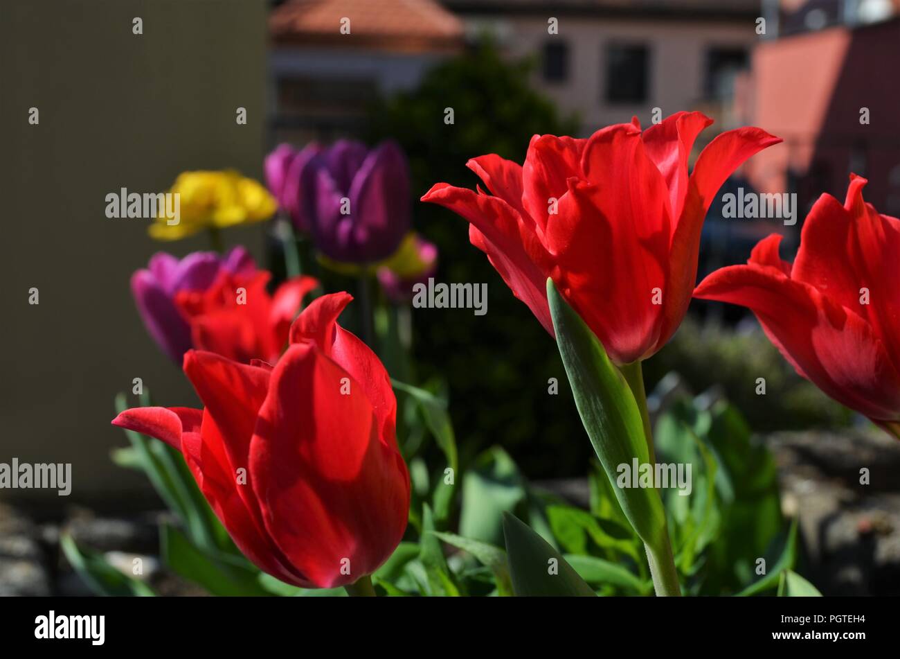 red and purple tulips in a front yard in a village during spring Stock Photo