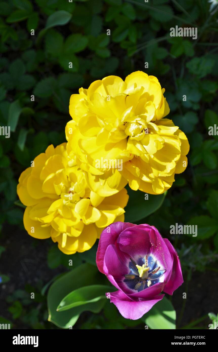 yellow filled tupils and purple tupil in a garden shot from above Stock Photo