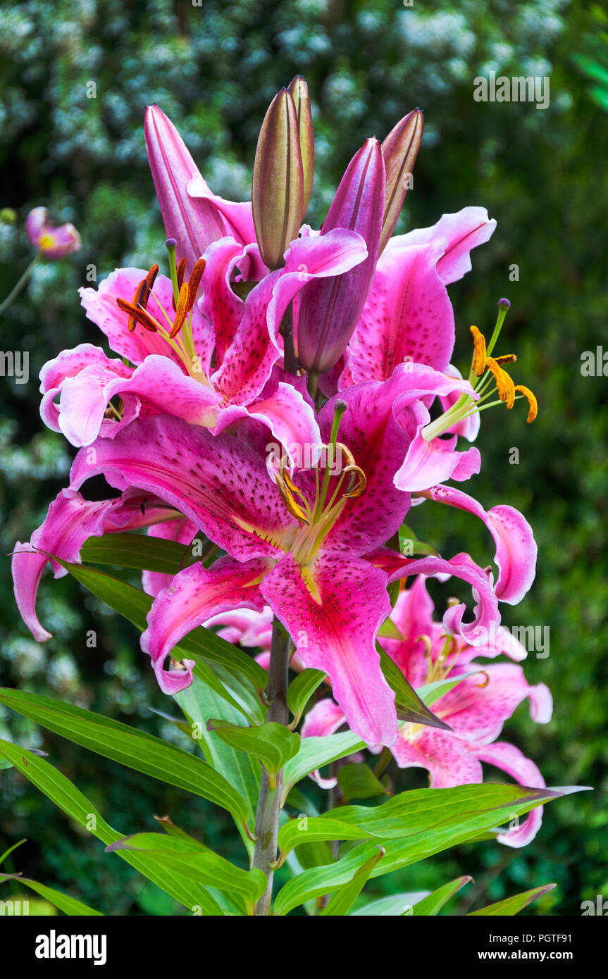 Lilium Entertainer oriental lillies flowers in bloom Stock Photo - Alamy