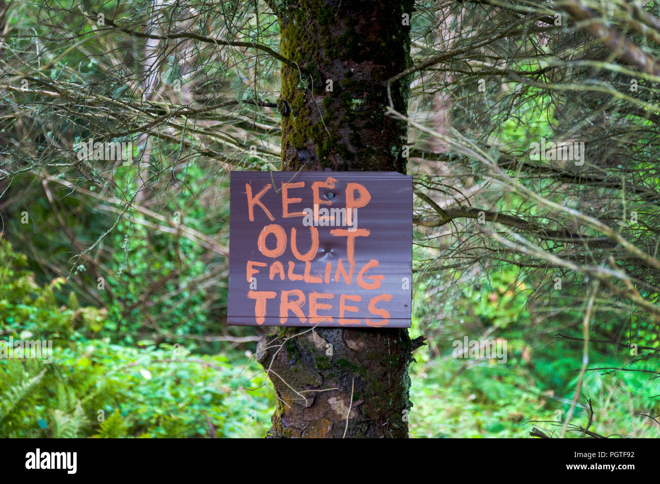 Keep Out Falling Trees sign signage in a forest wooded area rural Ireland Stock Photo