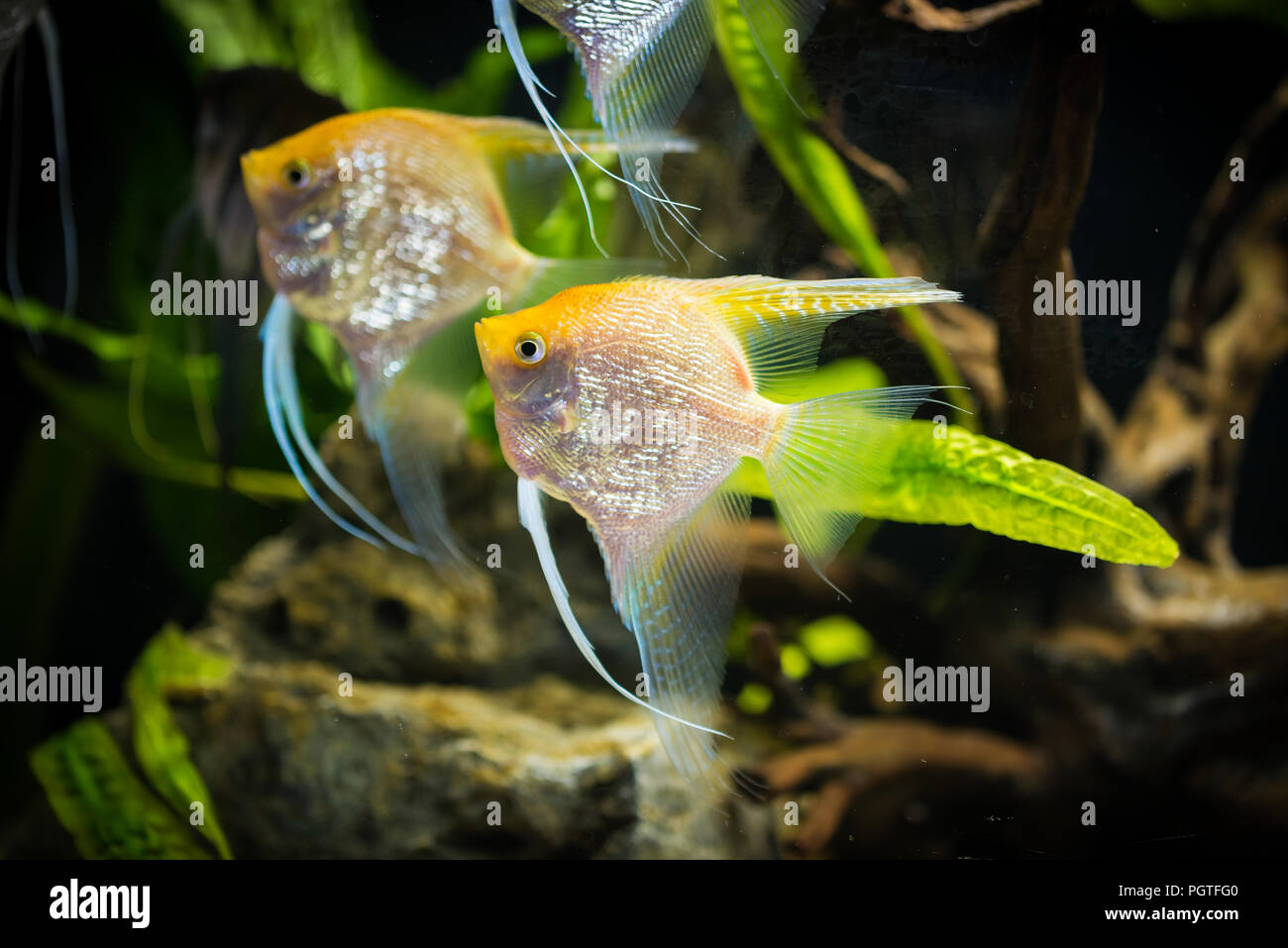 angelfish - Pterophyllum scalare - gold variety Stock Photo