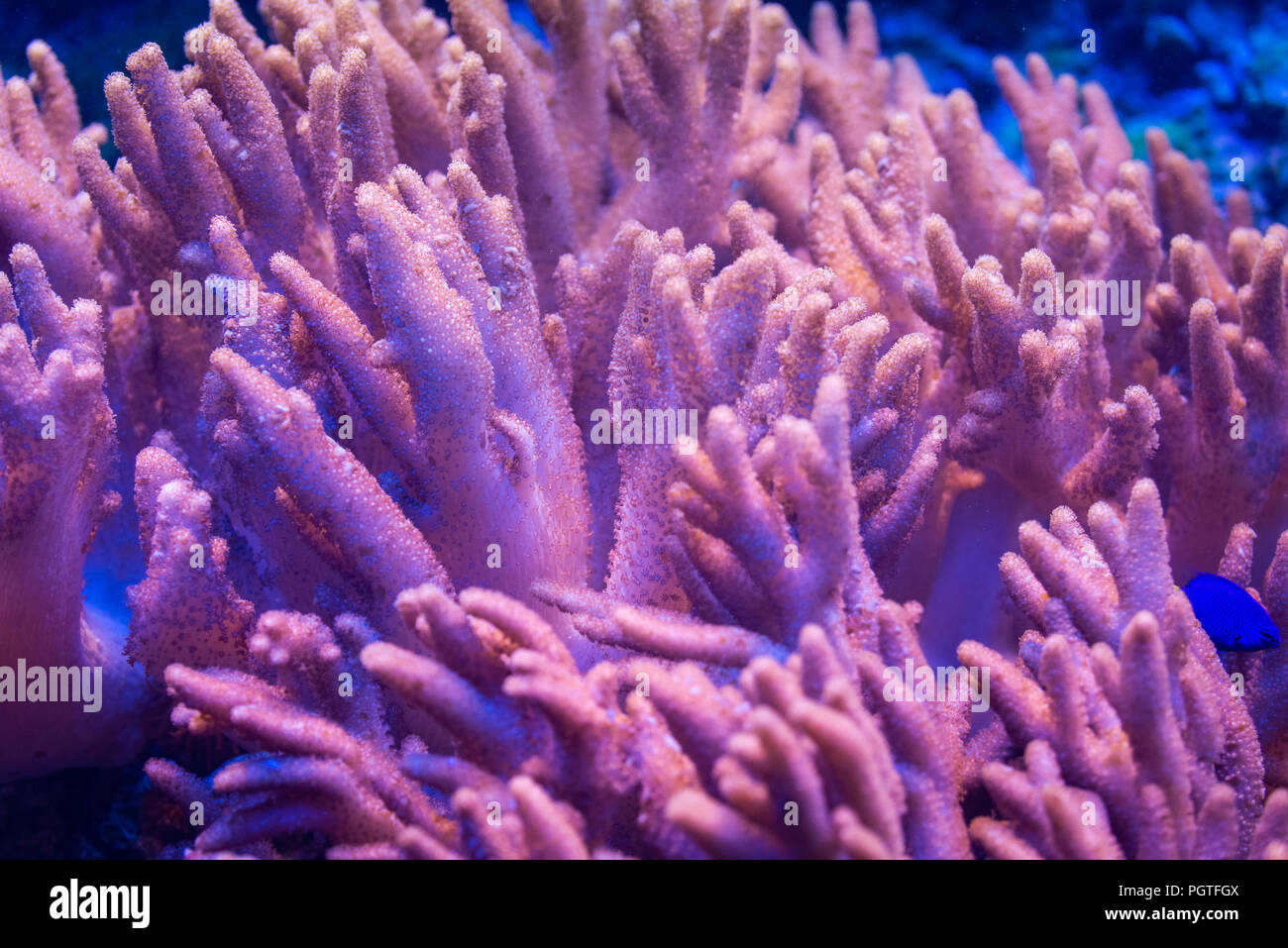 coral Sinularia brassica, Cabbage Leather, Flower Leather Stock Photo