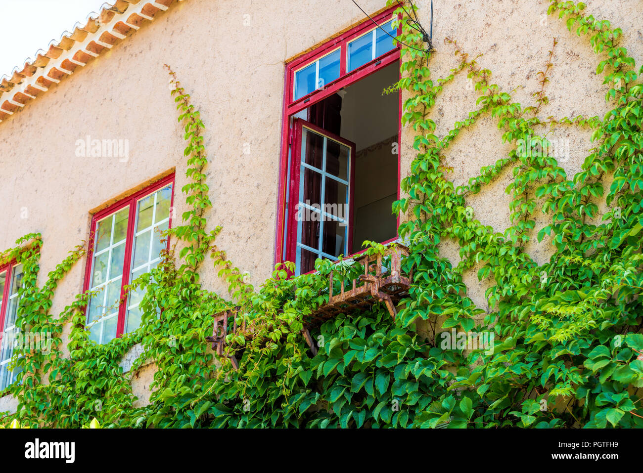 Green ivy leaves in summer on the old and ancient building. Climbing plant surrounded beautiful window Stock Photo