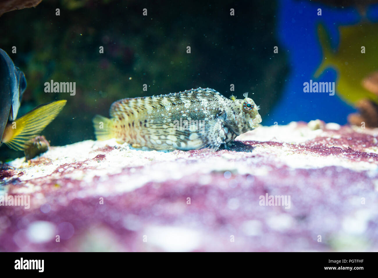 Fish - Salarias fasciatus, Banded Blenny, Banded Jewelled-Blenny, Jewelled Rockskipper Stock Photo