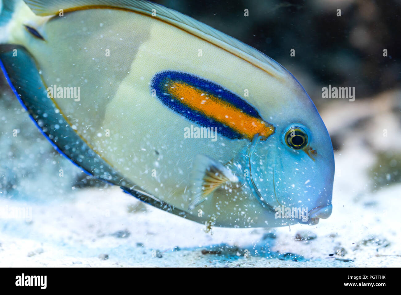 Fish Acanthurus olivaceus - Orange band Surgeonfish, saltwater Stock Photo