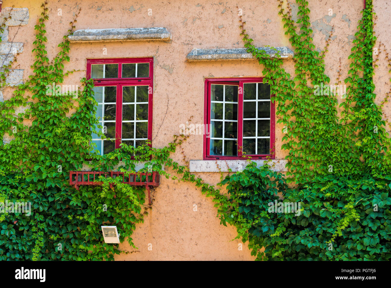 Green ivy leaves in summer on the old and ancient building. Climbing plant surrounded beautiful window Stock Photo