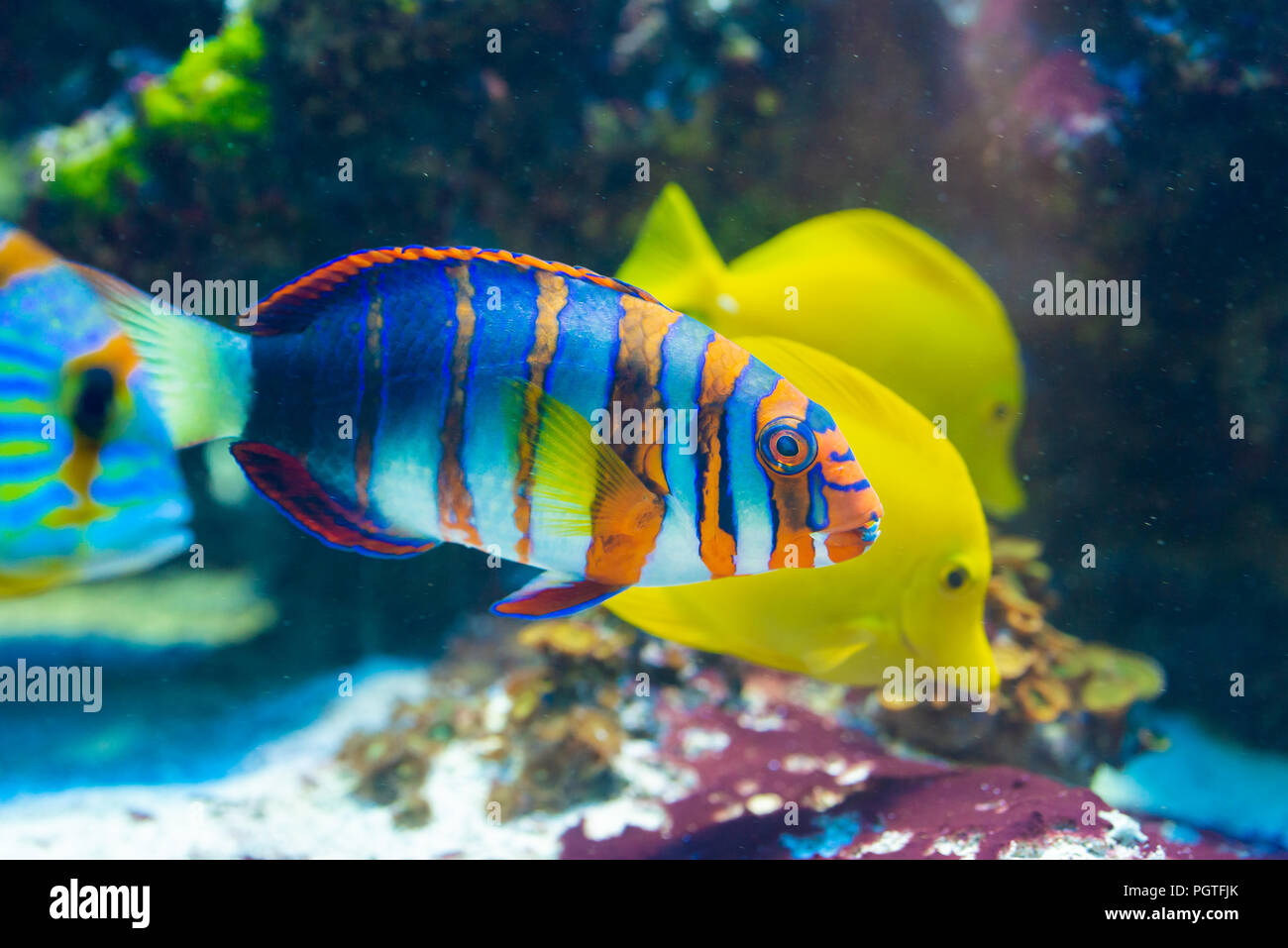 Fish Choerodon fasciatus - Harlequin tuskfish, saltwater Stock Photo
