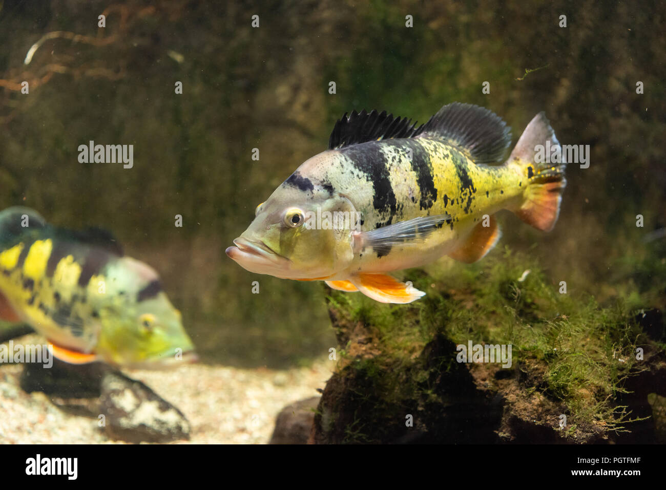 Fish Butterfly Peacock Bass - Cichla Ocellaris Stock Photo