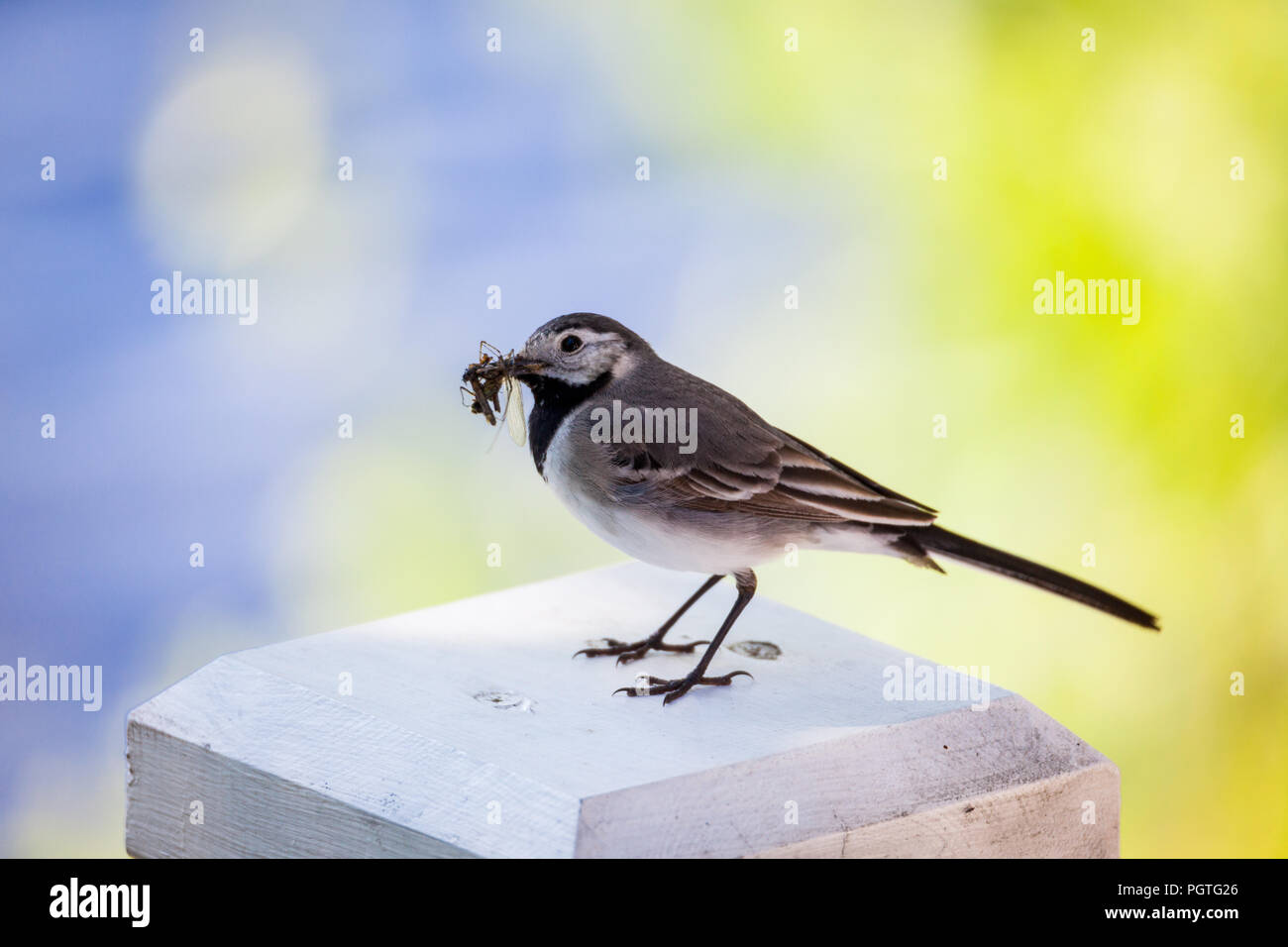 Wagtail bird with insects in beak Stock Photo - Alamy