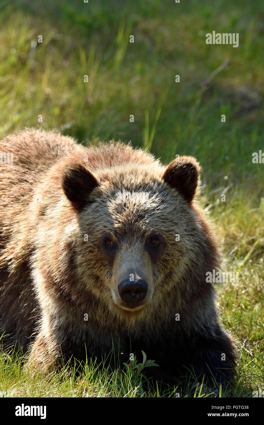 A young grizzly bear  (Ursus arctos); laying down enjoying the warm sun on the edge of his dark forest habitat in rural Alberta Canada. Stock Photo