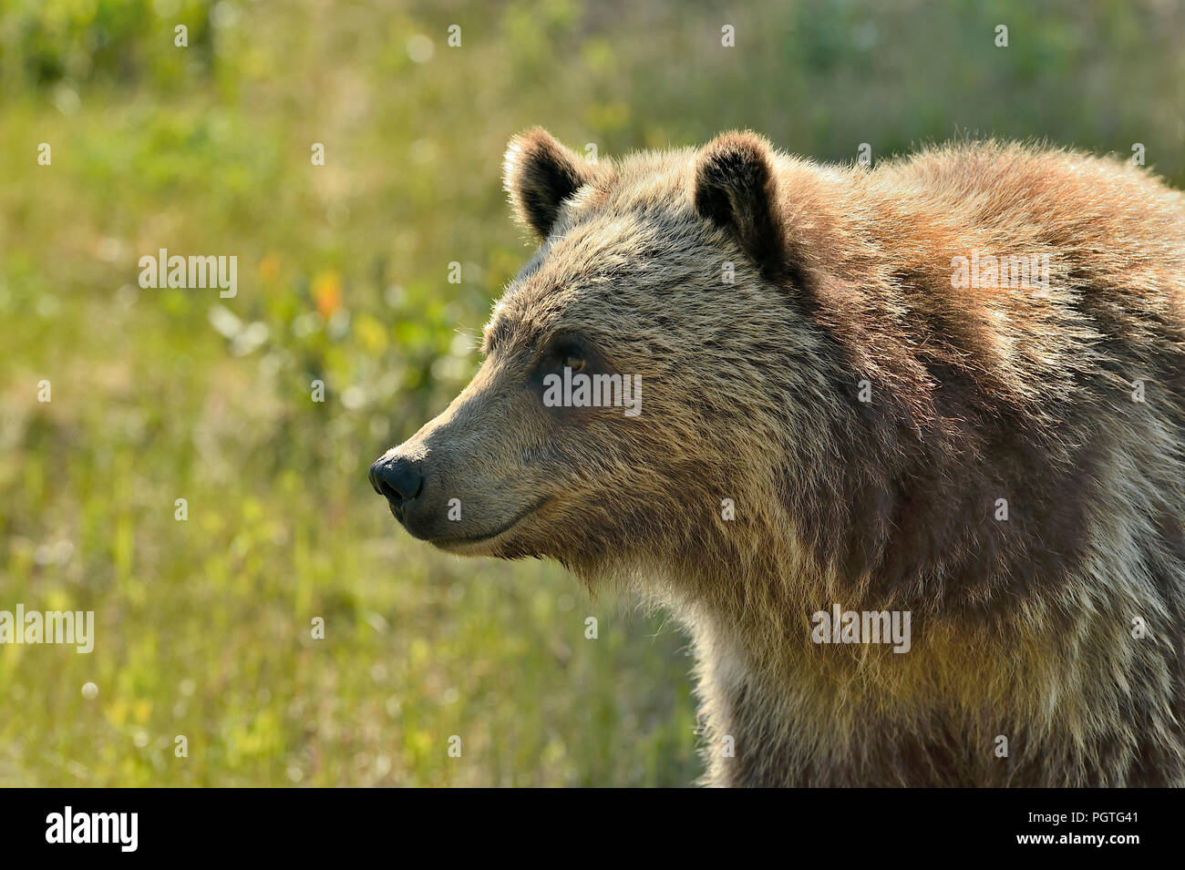 A close up portrait image of a young grizzly bear (Ursus arctos); in rural Alberta Canada. Stock Photo