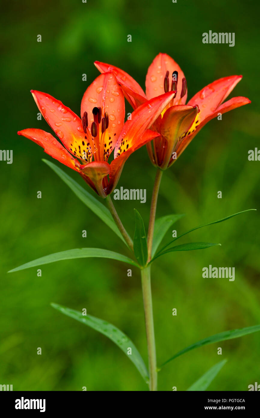 A vertical image of a Wood Lily (Lilium philadelphicum) growing wild in a wooded area in rural Alberta Canada. Stock Photo