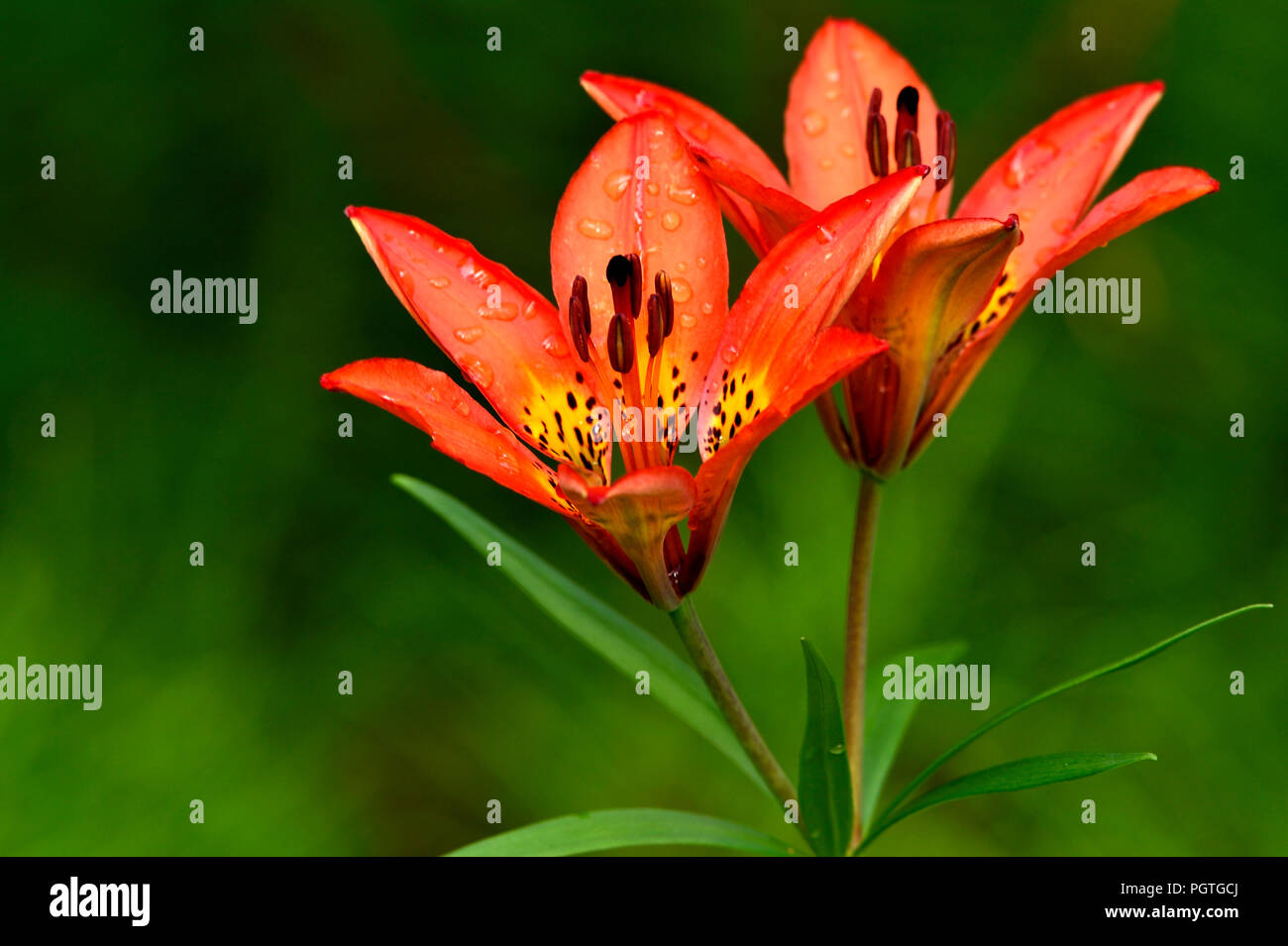 A horizontal image of a Wood Lily (Lilium philadelphicum) growing wild in a wooded area in rural  Alberta Canada. Stock Photo