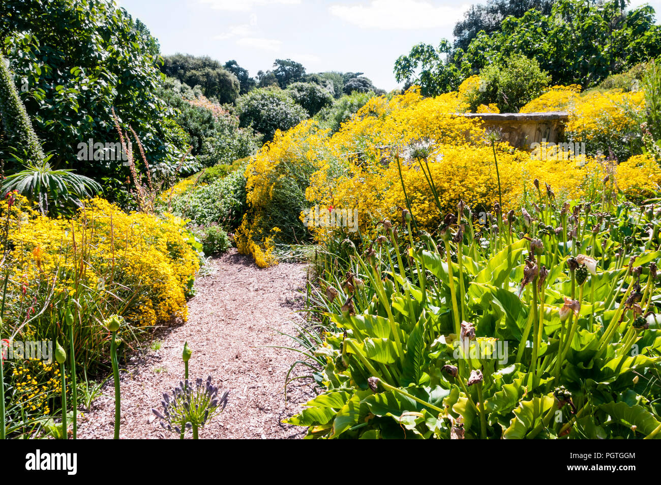 The Southern Hemisphere Garden at Ventnor Botanic Garden on the Isle of Wight. Stock Photo