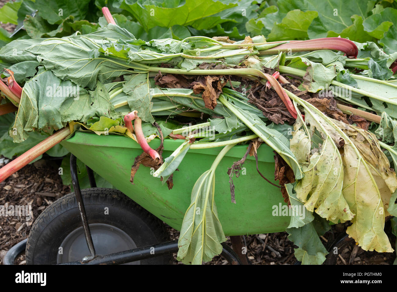 Rheum rhabarbarum. Clearing old rhubarb plants from a vegetable garden. UK Stock Photo