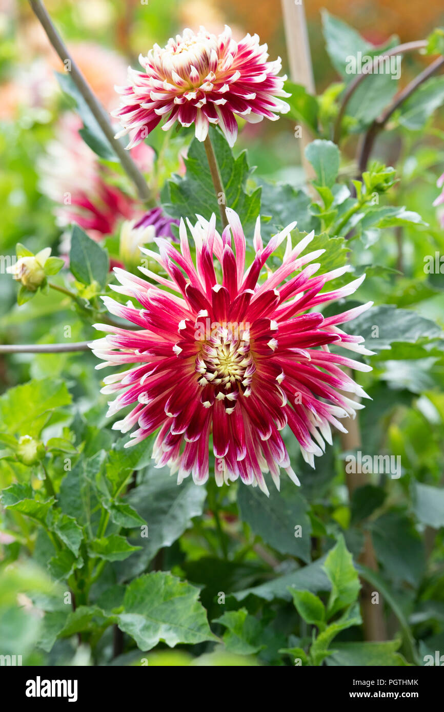 Dahlias High Resolution Stock Photography and Images - Alamy
