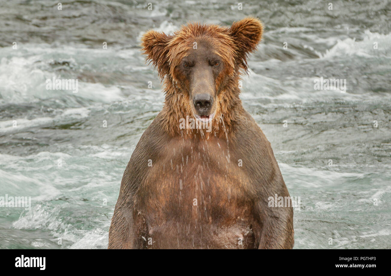 A closeup of a single brown grizzly bear standing in a river in Alaska, USA. The bears legs are underwater and the bear looks menacingly at the viewer Stock Photo