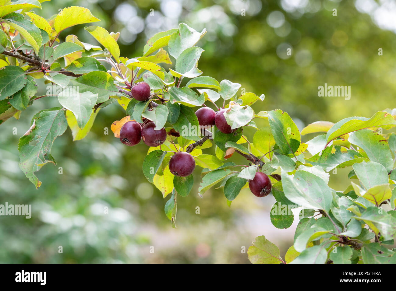 Deciduous malus apple hi-res stock photography and images - Page 12 - Alamy