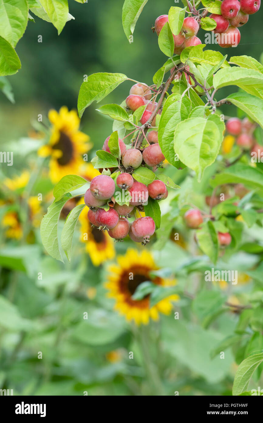 Malus Evereste Crab Apple Evereste Fruit In August UK Stock Photo 