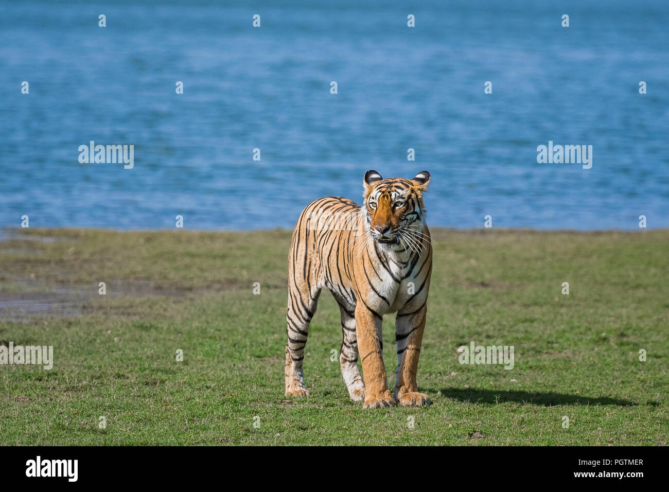 Jogo do tigre imagem de stock. Imagem de respingo, exterior - 26669021