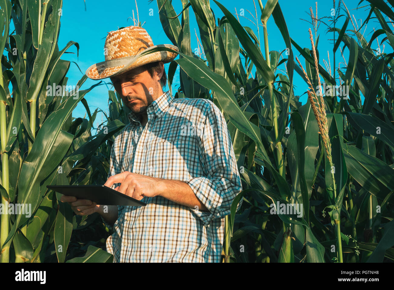 Farmer agronomist with tablet computer in corn crop field, serious ...