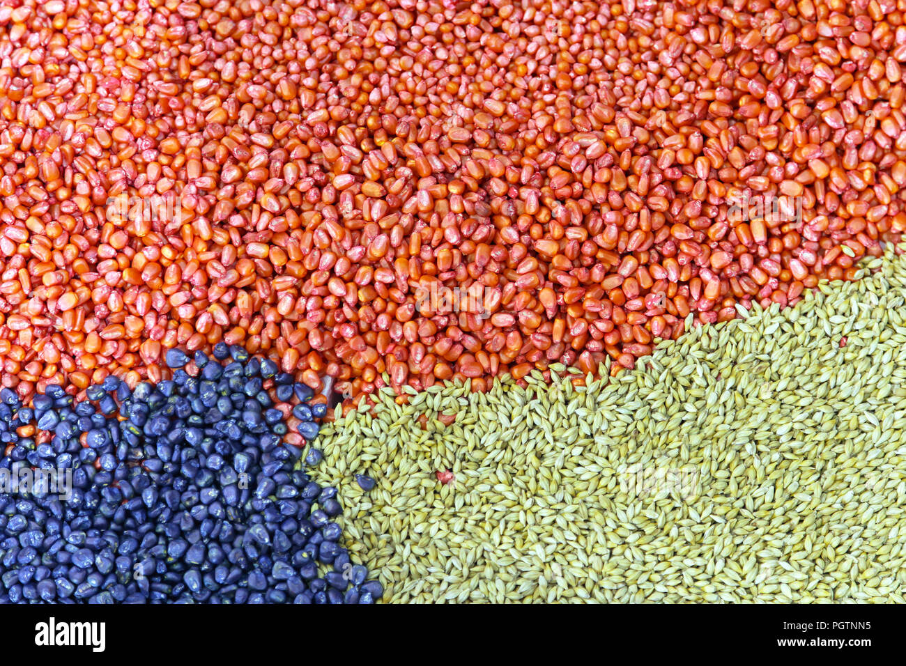 Red corn kernels and seeds background Stock Photo Alamy