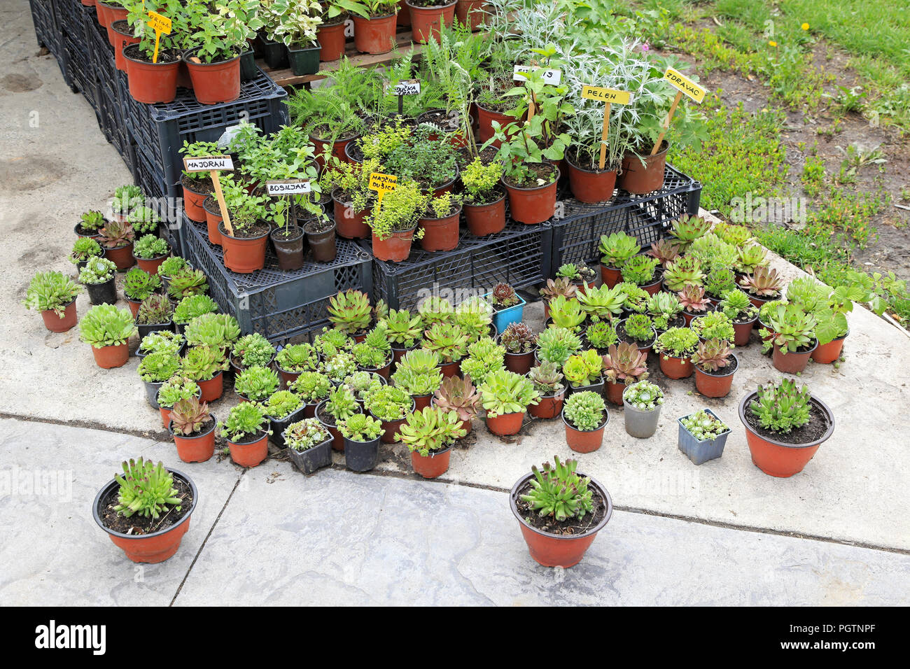 Natural edible plants and herbs in pots Stock Photo