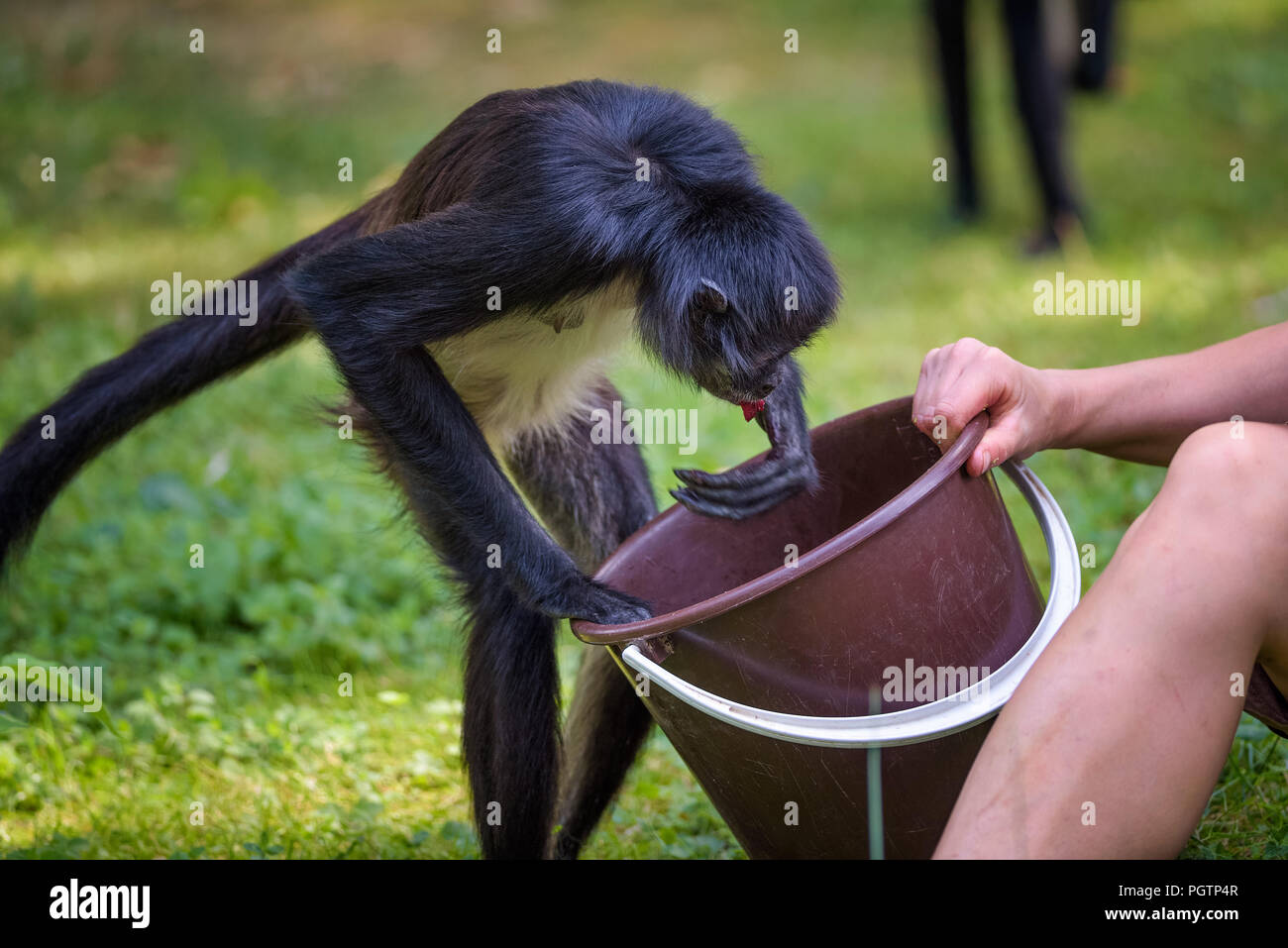 Spider Monkey being fed by a caretaker Stock Photo