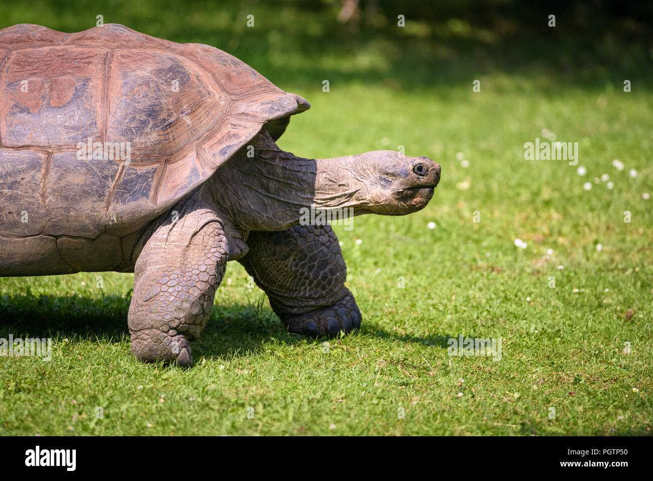 Profile portrait of an Aldabra Giant Tortoise Stock Photo